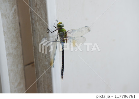 dragonfly on the wall, close up of a green dragonfly 117796761