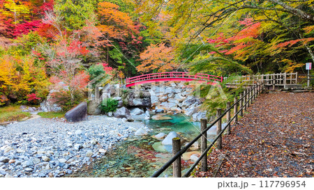 夕森渓谷(秋) 夕森渓谷(秋) 117796954