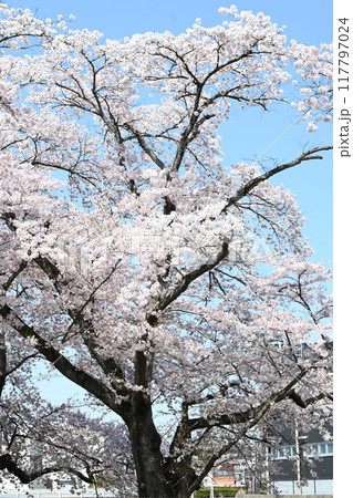 満開になった桜の木 117797024