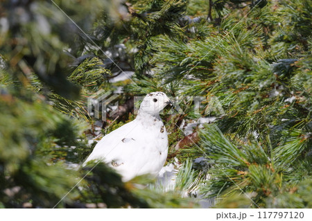 5月上旬の立山室堂平　ハイマツ群生地に隠れる雌のライチョウ 117797120
