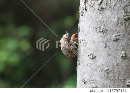 ニイニイゼミの抜け殻 ニイニイゼミの抜け殻 117797181