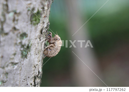 ニイニイゼミの抜け殻 117797262