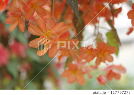 フクシア 117797275