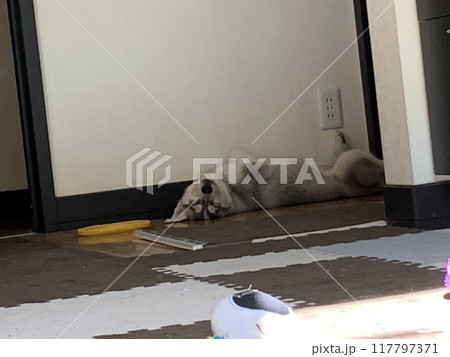 シベリアンハスキーとの幸せな生活 117797371