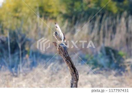 夕暮れに葦原の止まり木に飛びつく美しいコミミズク（フクロウ科）。 埼玉県鴻巣市市荒川河川敷-2024 117797431