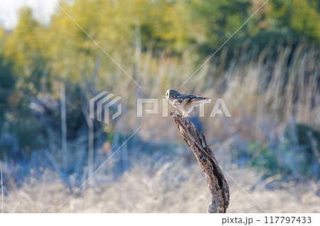 夕暮れに葦原の止まり木に飛びつく美しいコミミズク（フクロウ科）。 埼玉県鴻巣市市荒川河川敷-2024 117797433