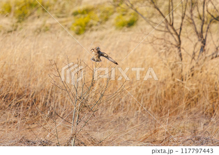 夕暮れに葦原の止まり木に飛びつく美しいコミミズク（フクロウ科）。 埼玉県鴻巣市市荒川河川敷-2024 117797443