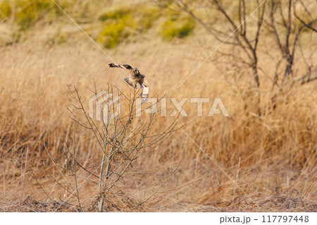 夕暮れに葦原の止まり木に飛びつく美しいコミミズク(フクロウ科)。 埼玉県鴻巣市市荒川河川敷-2024 夕暮れに葦原の止まり木に飛びつく美しいコミミズク(フクロウ科)。 埼玉県鴻巣市市荒川河川敷-2024 117797448