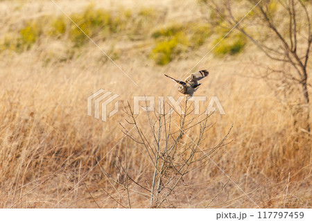 夕暮れに葦原の止まり木に飛びつく美しいコミミズク（フクロウ科）。 埼玉県鴻巣市市荒川河川敷-2024 117797459