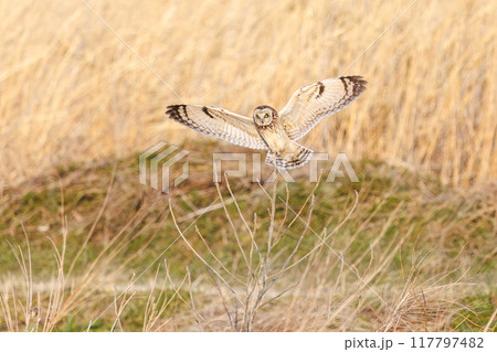 夕暮れに葦原の止まり木に飛びつく美しいコミミズク（フクロウ科）。 埼玉県鴻巣市市荒川河川敷-2024 117797482