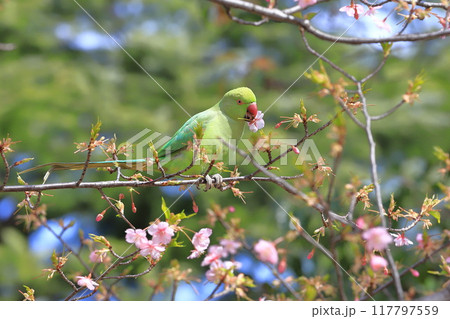 桜の花を食べる野生のワカケホンセイインコのメス　　　　　　　 117797559