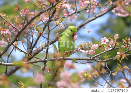 桜の花を食べる野生のワカケホンセイインコのメス 桜の花を食べる野生のワカケホンセイインコのメス 117797560