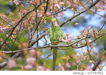 桜の花を食べる野生のワカケホンセイインコのメス　　　　　　　 117797562