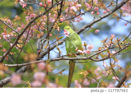 桜の花を食べる野生のワカケホンセイインコのメス　　　　　　　 117797563