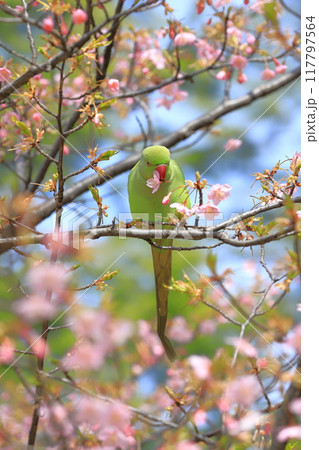 桜の花を食べる野生のワカケホンセイインコのメス 桜の花を食べる野生のワカケホンセイインコのメス 117797564