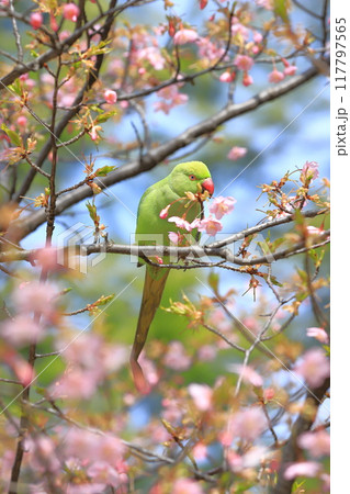 桜の花を食べる野生のワカケホンセイインコのメス　　　　　　　 117797565