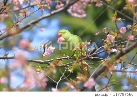 桜の花を食べる野生のワカケホンセイインコのメス 桜の花を食べる野生のワカケホンセイインコのメス 117797566