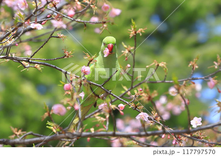 桜の花を食べる野生のワカケホンセイインコのメス 桜の花を食べる野生のワカケホンセイインコのメス 117797570