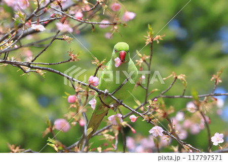 桜の花を食べる野生のワカケホンセイインコのメス　　　　　　　 117797571