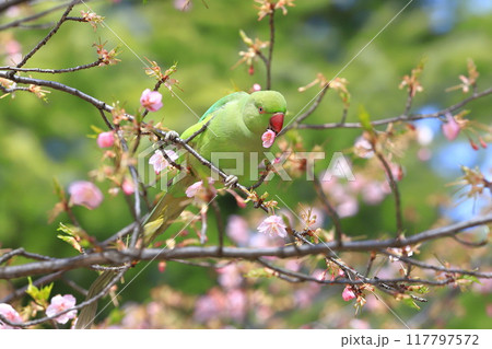桜の花を食べる野生のワカケホンセイインコのメス　　　　　　　 117797572