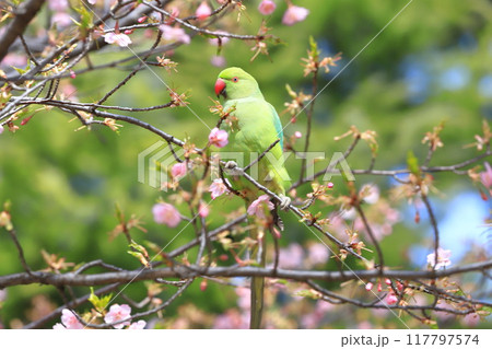 桜の花を食べる野生のワカケホンセイインコのメス　　　　　　　 117797574