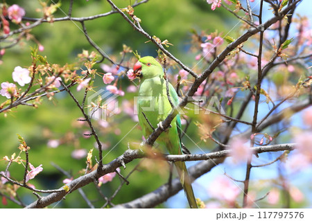 桜の花を食べる野生のワカケホンセイインコのメス　　　　　　　 117797576
