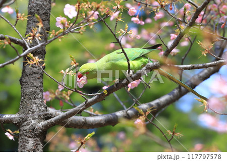 桜の花を食べる野生のワカケホンセイインコのメス 桜の花を食べる野生のワカケホンセイインコのメス 117797578