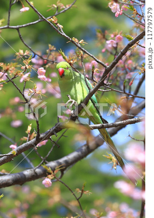 桜の花を食べる野生のワカケホンセイインコのメス　　　　　　　 117797579