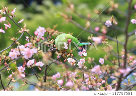 桜の花を食べる野生のワカケホンセイインコのメス 桜の花を食べる野生のワカケホンセイインコのメス 117797581