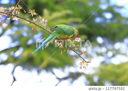 桜の花を食べる野生のワカケホンセイインコのメス 桜の花を食べる野生のワカケホンセイインコのメス 117797582