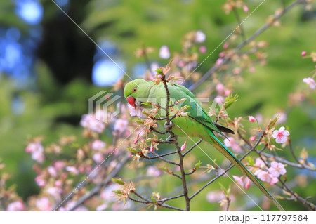 桜の花を食べる野生のワカケホンセイインコのメス　　　　　　　 117797584