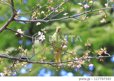 桜の花を食べる野生のワカケホンセイインコのメス　　　　　　　 117797585