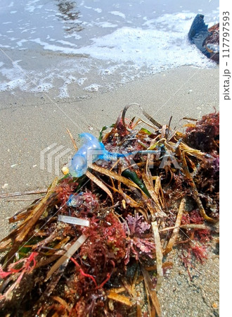 クラゲ クラゲ 117797593