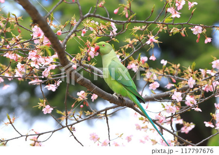 桜の花を食べる野生のワカケホンセイインコのメス　　　　　　　 117797676
