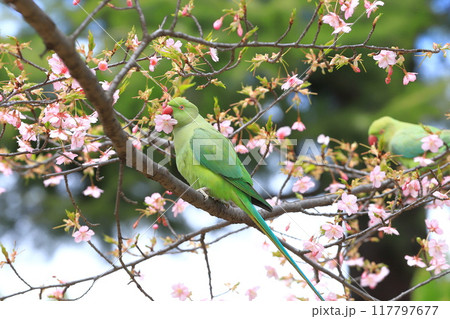 桜の花を食べる野生のワカケホンセイインコのメス 桜の花を食べる野生のワカケホンセイインコのメス 117797677