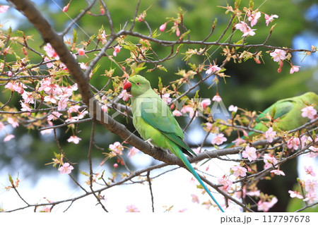 桜の花を食べる野生のワカケホンセイインコのメス　　　　　　　 117797678