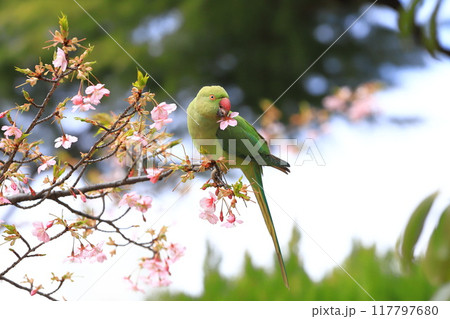 桜の花を食べる野生のワカケホンセイインコのメス　　　　　　　 117797680