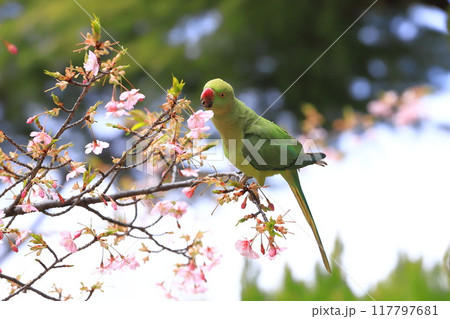 桜の花を食べる野生のワカケホンセイインコのメス　　　　　　　 117797681
