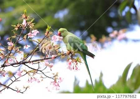 桜の花を食べる野生のワカケホンセイインコのメス　　　　　　　 117797682