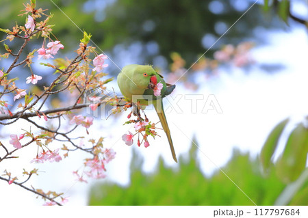 桜の花を食べる野生のワカケホンセイインコのメス 桜の花を食べる野生のワカケホンセイインコのメス 117797684