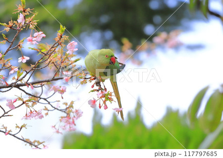 桜の花を食べる野生のワカケホンセイインコのメス　　　　　　　 117797685