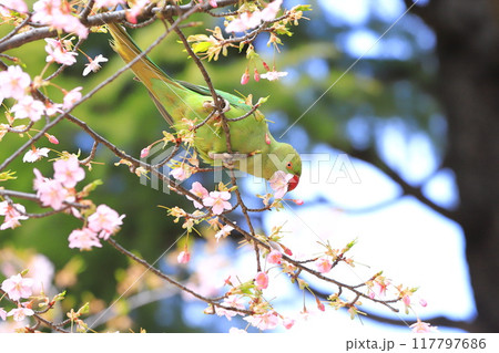 桜の花を食べる野生のワカケホンセイインコのメス　　　　　　　 117797686