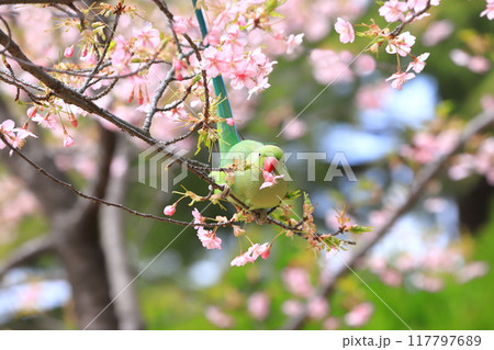 桜の花を食べる野生のワカケホンセイインコのメス　　　　　　　 117797689