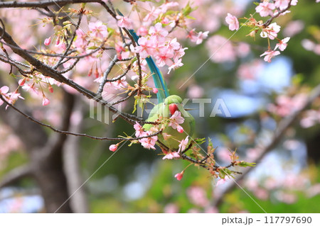 桜の花を食べる野生のワカケホンセイインコのメス　　　　　　　 117797690