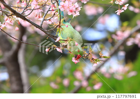 桜の花を食べる野生のワカケホンセイインコのメス 桜の花を食べる野生のワカケホンセイインコのメス 117797691