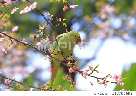 桜の花を食べる野生のワカケホンセイインコのメス　　　　　　　 117797692