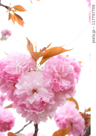 満開の八重桜(関山)のクローズアップ 【白背景】 【空背景】 満開の八重桜(関山)のクローズアップ 【白背景】 【空背景】 117797708