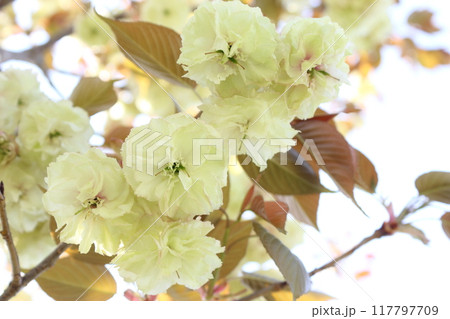 満開の八重桜（須磨浦普賢象）のクローズアップ 【白背景】 【空背景】 117797709