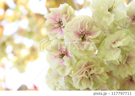 満開の八重桜（須磨浦普賢象）のクローズアップ 【白背景】 【空背景】 117797711