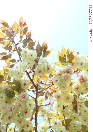 満開の八重桜（須磨浦普賢象） 【空背景】 117797713